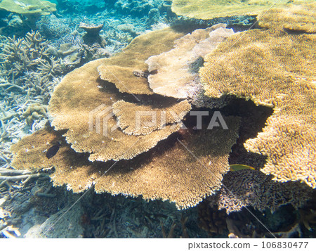 Beautiful coral reef in Yaebashi 106830477