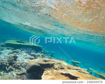 八重橋美麗的珊瑚礁 106830479