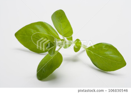 oregano (herb) 106830546