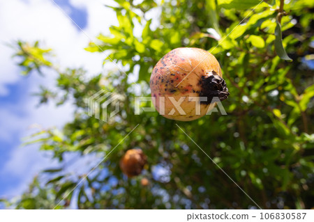 Pomegranate in the garden 106830587