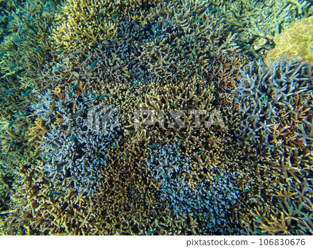 Beautiful coral reef in Yaebashi 106830676