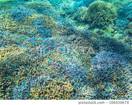 八重橋美麗的珊瑚礁 106830678