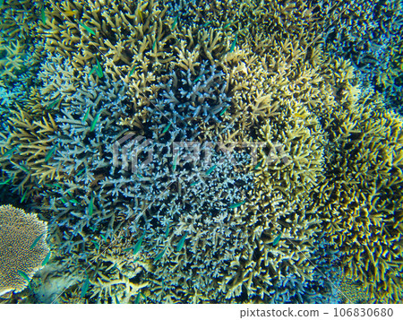 八重橋美麗的珊瑚礁 106830680