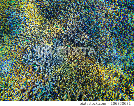 八重橋美麗的珊瑚礁 106830681