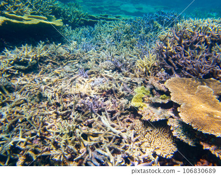 Beautiful coral reef in Yaebashi 106830689