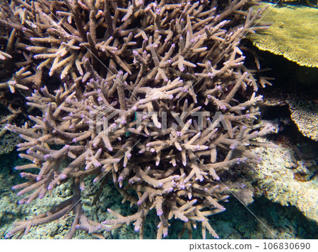 Beautiful coral reef in Yaebashi 106830690
