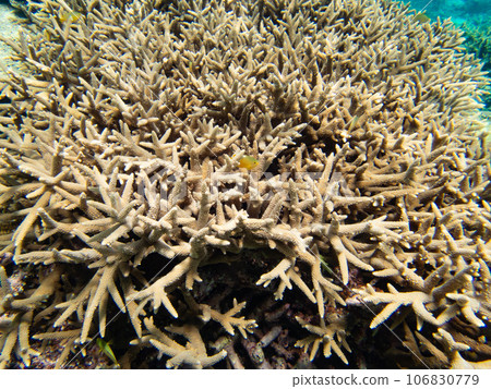 Okinawa branch coral reef 106830779