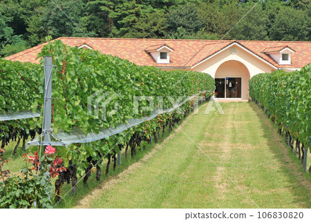 Azumino Winery in September Azumino Winery in September 106830820