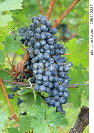 Grape for wine Cabernet · Sauvignon 106830827