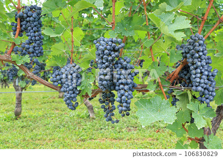 Grape for wine Cabernet · Sauvignon 106830829