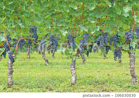 Grape for wine Cabernet · Sauvignon Grape for wine Cabernet · Sauvignon 106830830
