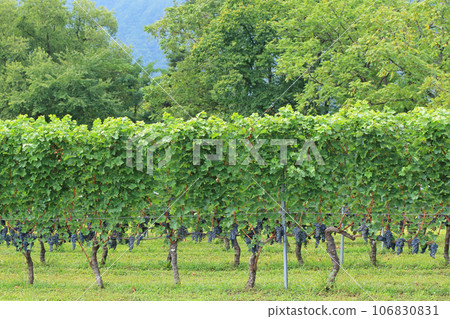 Grape for wine Cabernet · Sauvignon 106830831