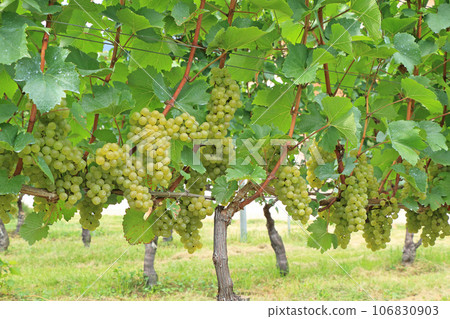 Wine grape Chardonnay 106830903