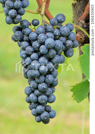 Wine grape Merlot 106830905