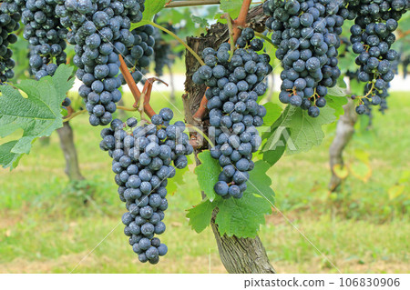 Wine grape Merlot Wine grape Merlot 106830906