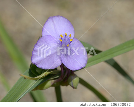 Yu Murasaki Yukusa 106830982