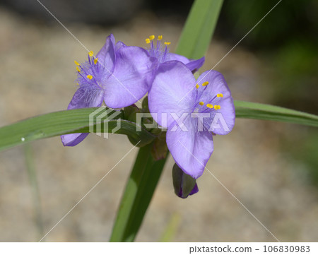 Yu Murasaki Yukusa Yu Murasaki Yukusa 106830983