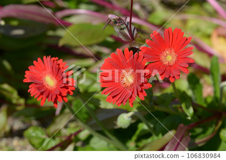 Gerbera Gerbera 106830984