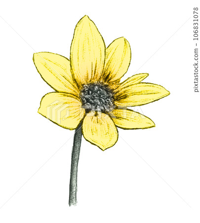 A single, pretty blooming yellow flower. Realistic illustration with a pencil touch. A single, pretty blooming yellow flower. Realistic illustration with a pencil touch. 106831078