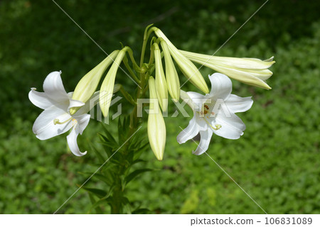 復活節百合 106831089