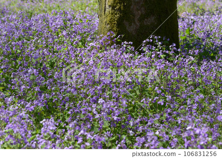 森林花園松勝齋 106831256