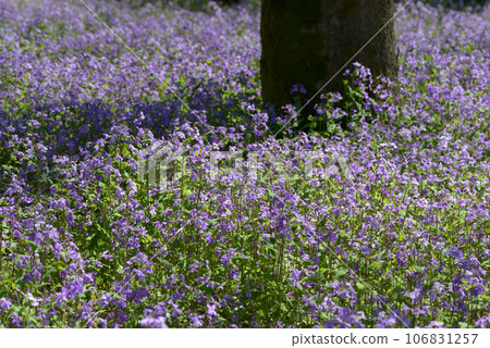 森林花園松勝齋 106831257