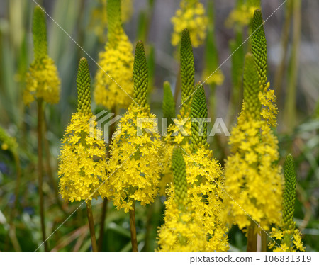 Burvinella · Floribunda 106831319