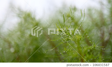Broom tree leaves wet with dew on a cloudy day Broom tree leaves wet with dew on a cloudy day 106831587
