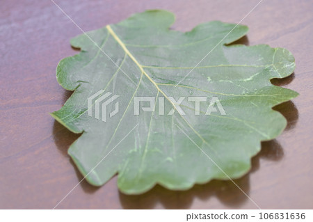 Oak leaves photo material Oak leaves photo material 106831636