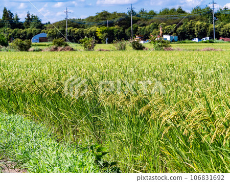夏末的農家風光:稻穗熟得熟 夏末的農家風光:稻穗熟得熟 106831692