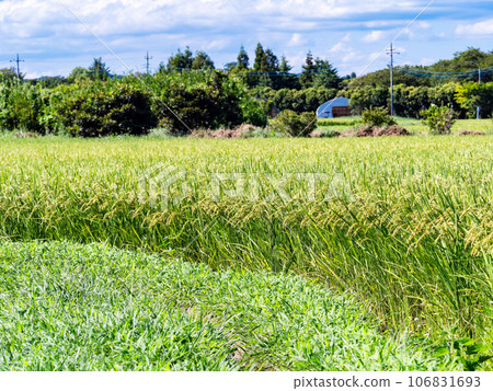 夏末的農家風光:稻穗熟得熟 夏末的農家風光:稻穗熟得熟 106831693
