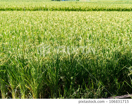 Agricultural scenery in late summer: ears of rice ripening heavily 106831715