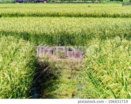 夏末的農家風光:稻穗熟得熟 夏末的農家風光:稻穗熟得熟 106831719