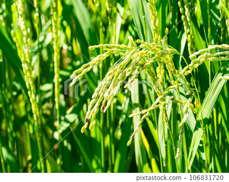 Agricultural scenery in late summer, close-up of heavily ripened rice ears 106831720
