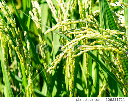 Agricultural scenery in late summer, close-up of heavily ripened rice ears 106831721