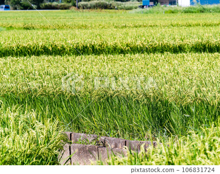 Agricultural scenery in late summer: ears of rice ripening heavily Agricultural scenery in late summer: ears of rice ripening heavily 106831724