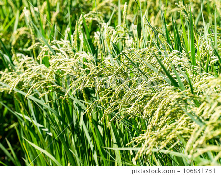 夏末的農業風光,熟透的稻穗特寫 夏末的農業風光,熟透的稻穗特寫 106831731