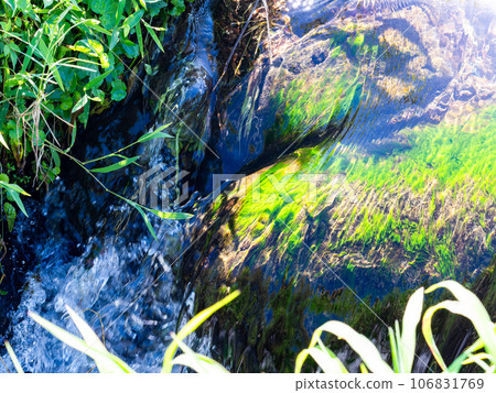 Cool summer scenery: irrigation water flowing by the side of the rice field Cool summer scenery: irrigation water flowing by the side of the rice field 106831769