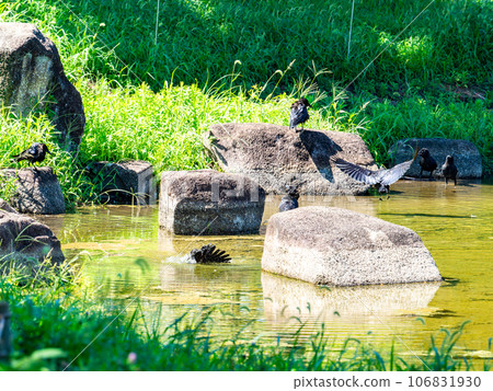 Crows run to the water to beat the heat Crows run to the water to beat the heat 106831930