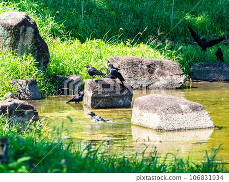 烏鴉跑到水里來避暑 106831934
