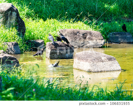 烏鴉跑到水里來避暑 烏鴉跑到水里來避暑 106831935