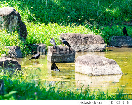 烏鴉跑到水里來避暑 106831936
