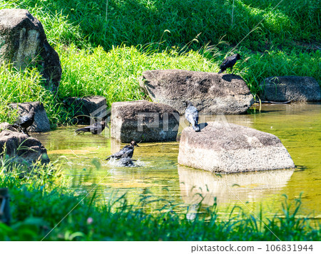 烏鴉跑到水里來避暑 106831944