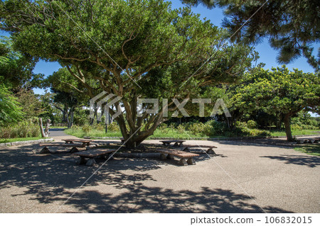 Jogashima Park, Misakicho, Miura City, Kanagawa Prefecture, summer 106832015