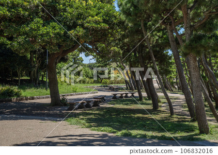 Jogashima Park, Misakicho, Miura City, Kanagawa Prefecture, summer 106832016
