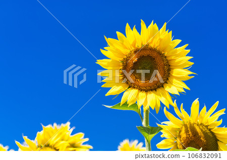 [東京]盛開的向日葵田——清瀨向日葵節 106832091