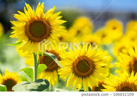 [Tokyo] Sunflower field in full bloom - Kiyose Sunflower Festival 106832109