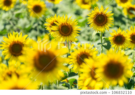 [Tokyo] Sunflower field in full bloom - Kiyose Sunflower Festival 106832110