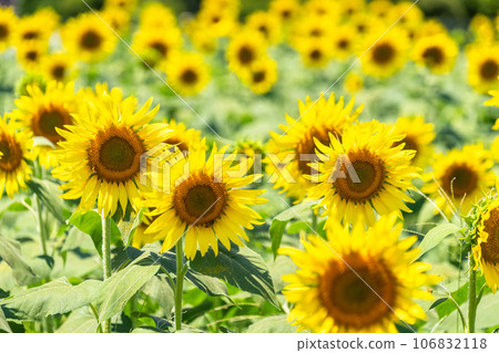 [Tokyo] Sunflower field in full bloom - Kiyose Sunflower Festival 106832118