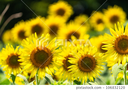 [東京]盛開的向日葵田——清瀨向日葵節 106832120